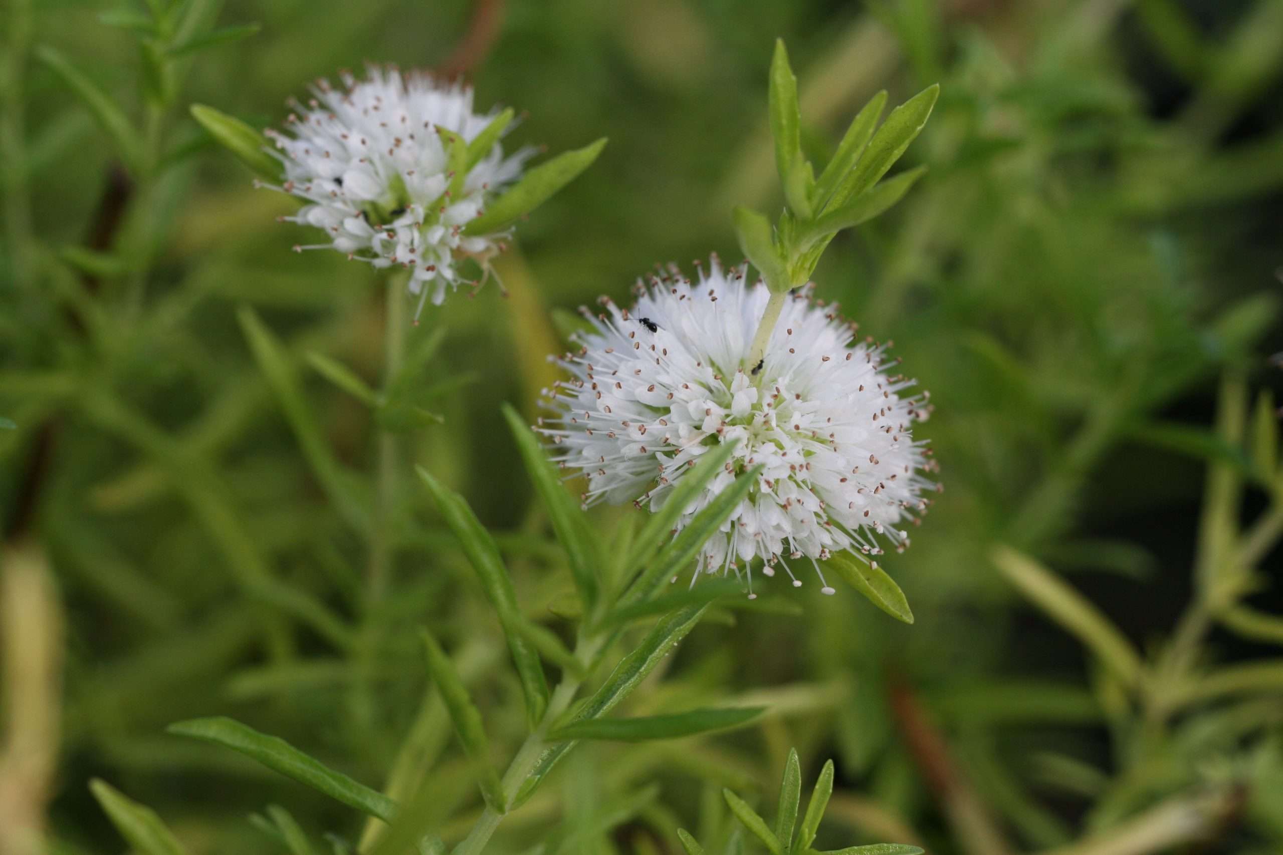 Preslia cervina (Mentha cervina)