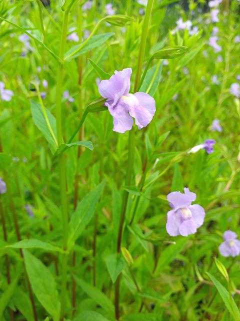 Mimulus ringens