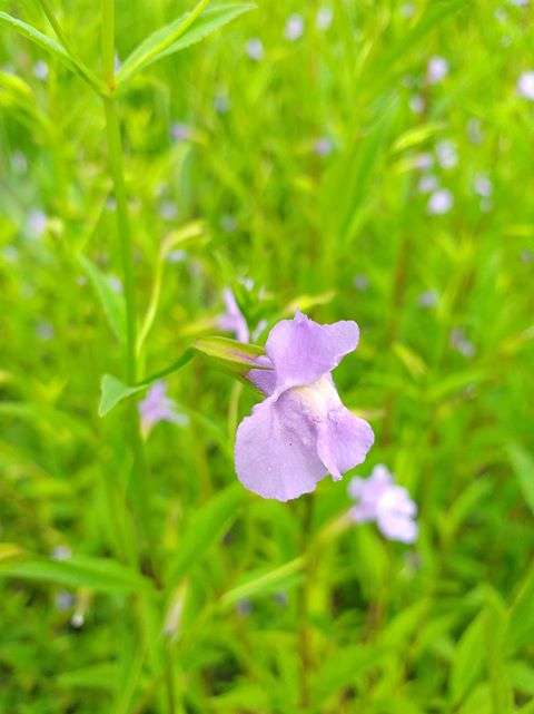 Mimulus ringens