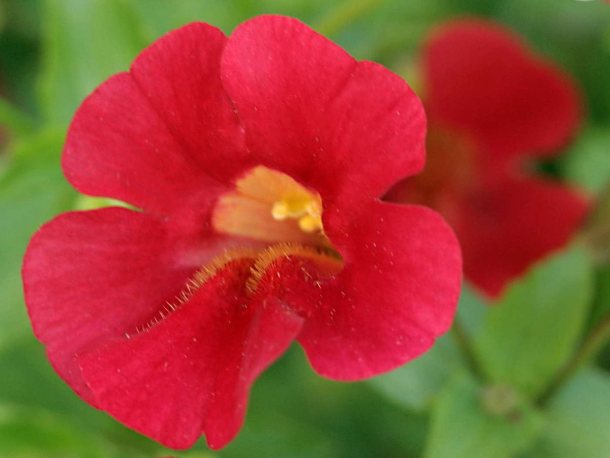 Mimulus cupreus 'Red Emperor'