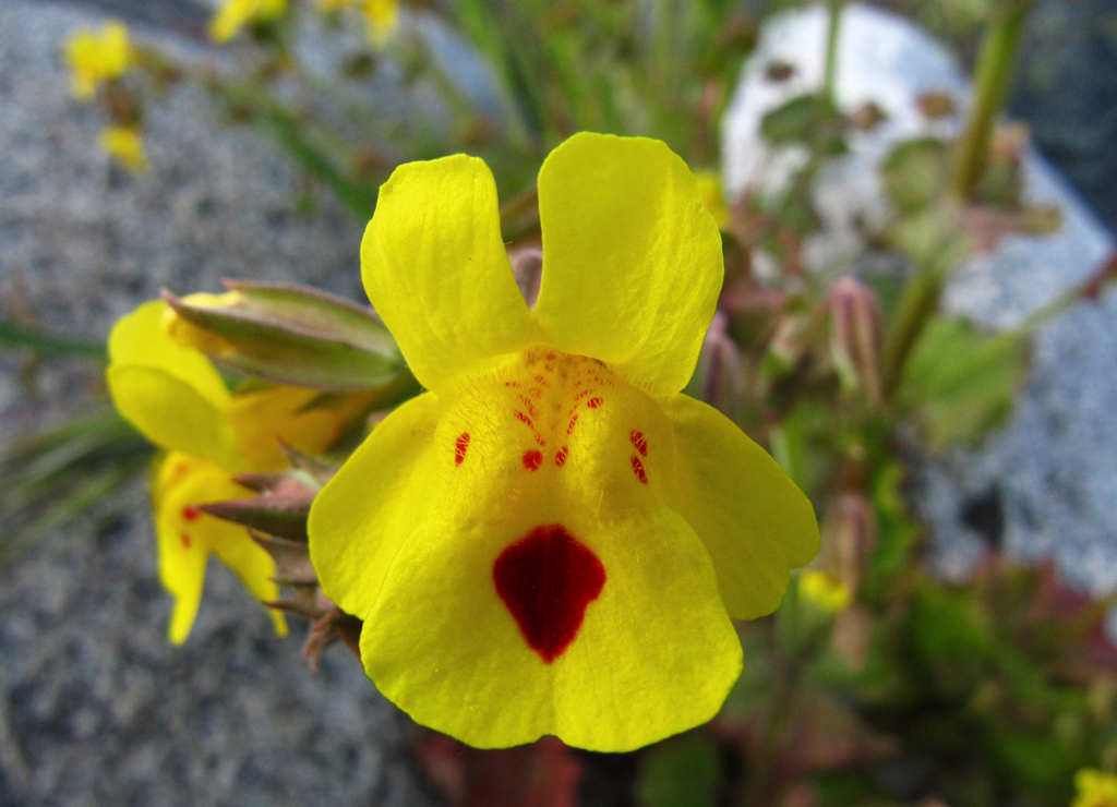 Mimulus guttatus