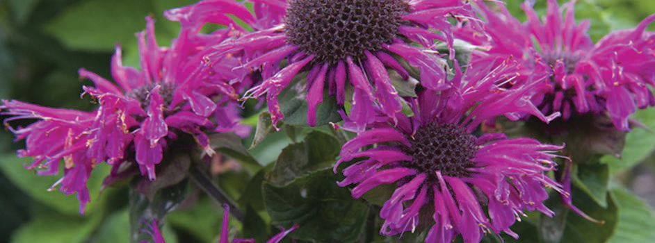Monarda 'Bee-True'