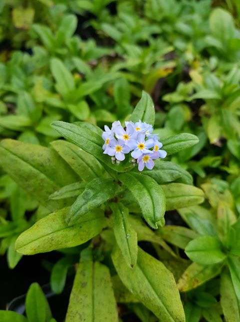 Myosotis scorpioides