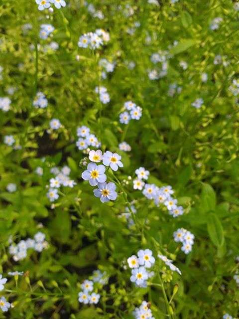 Myosotis scorpioides