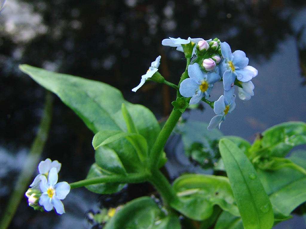 Myosotis scorpioides