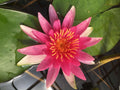 Nymphaea 'Newton'