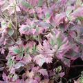 Oenanthe fistulosa 'Flamingo'