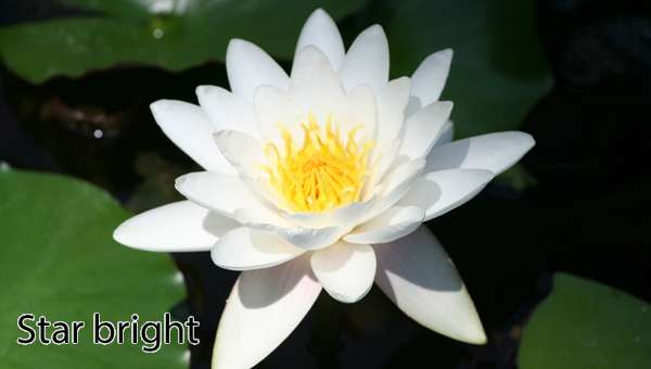 Nymphaea 'Starbright'