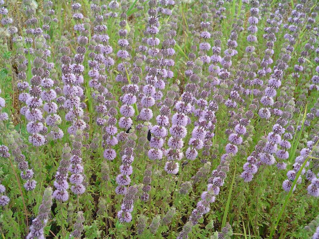 Mentha pulegium