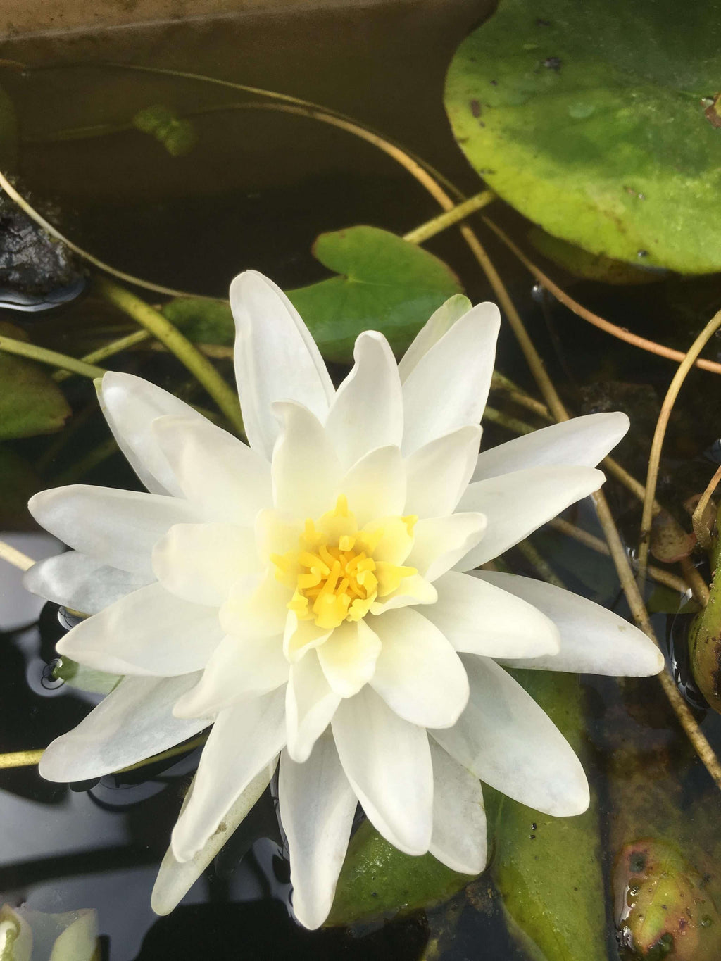 Nymphaea 'Perry's Double White'