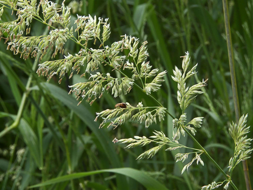 Phalaris arundinacea