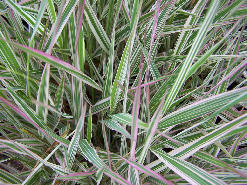 Phalaris arundinacea var picta