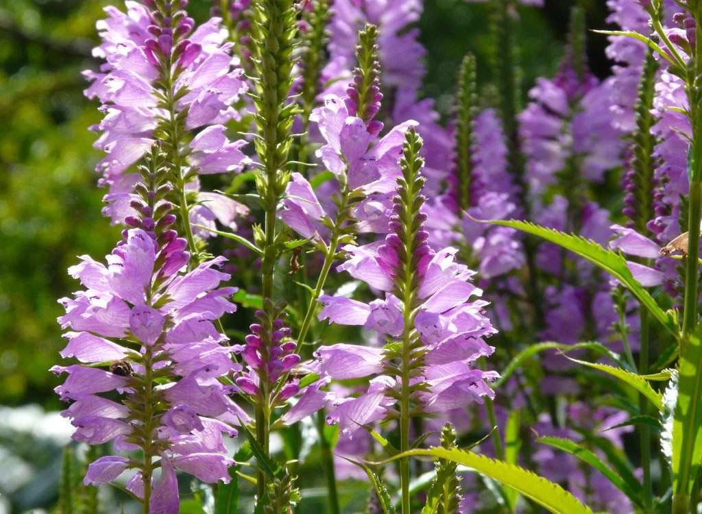 Physostegia virginiana