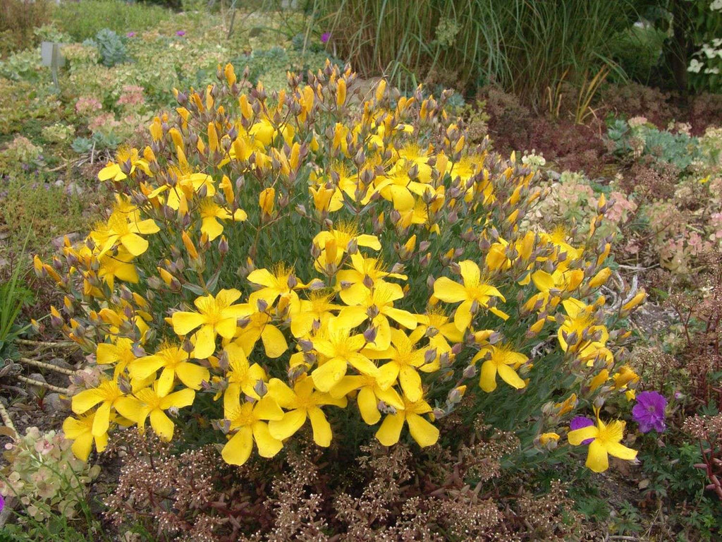 Hypericum polyphyllum 'Grandiflorum'