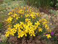 Hypericum polyphyllum 'Grandiflorum'