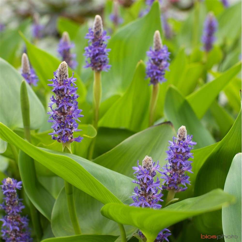 Pontederia cordata lanceolata