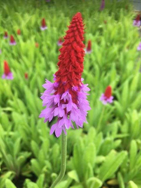 Primula vialii