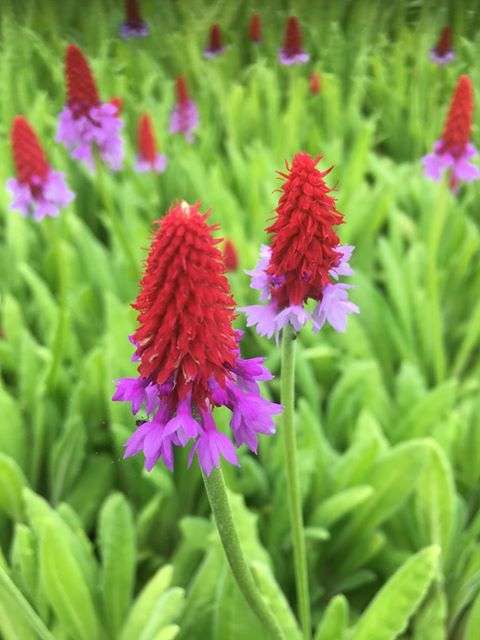 Primula vialii