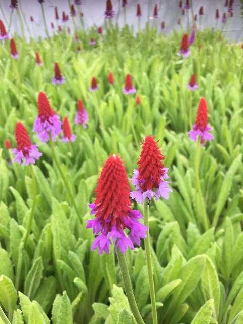 Primula vialii