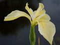 Iris pseudacorus bastardii