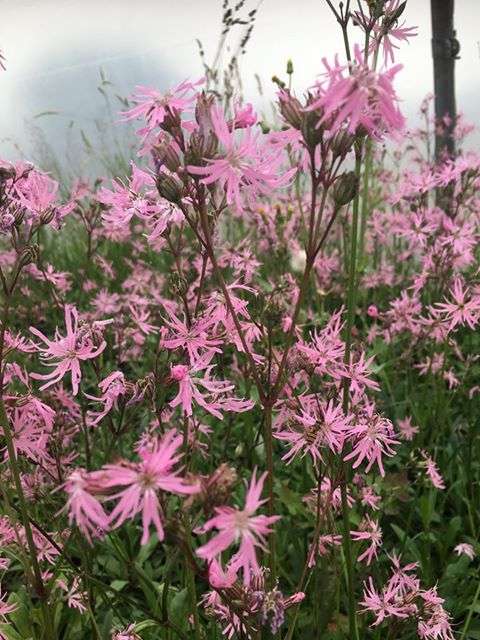 Lychnis flos-cuculi