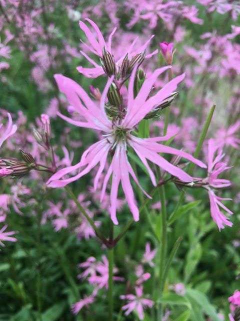 Lychnis flos-cuculi