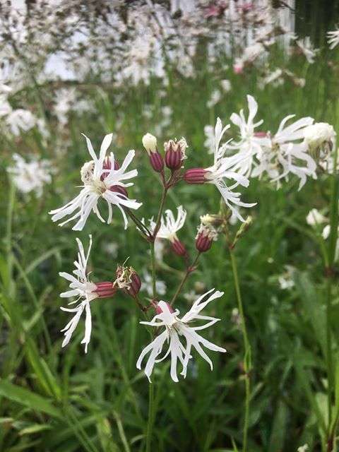 Lychnis flos-cuculi alba