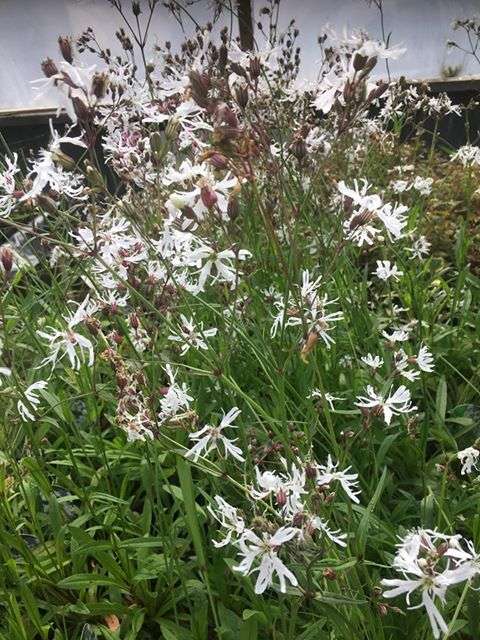 Lychnis flos-cuculi alba