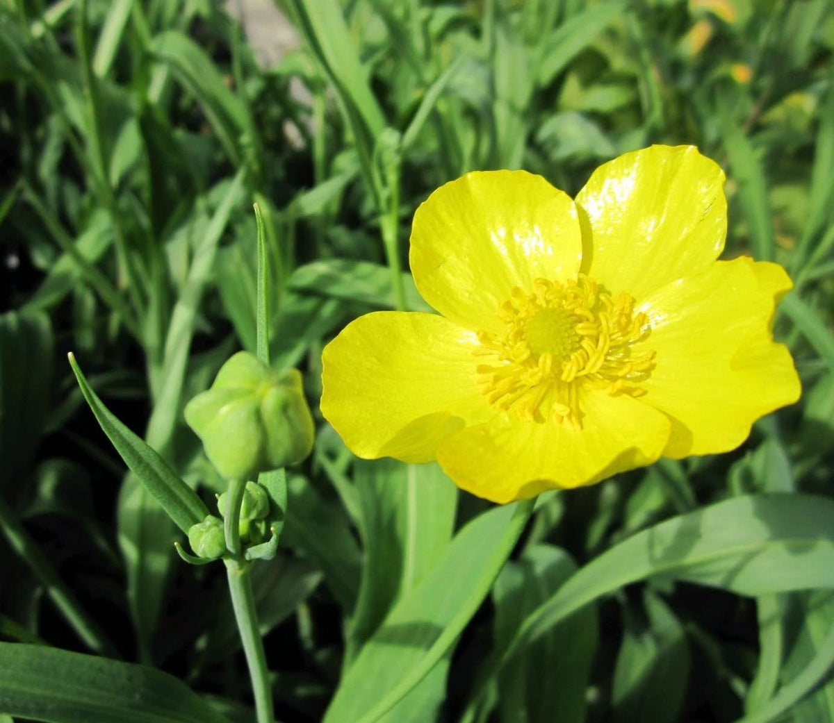 Ranunculus lingua 'Grandiflorus'