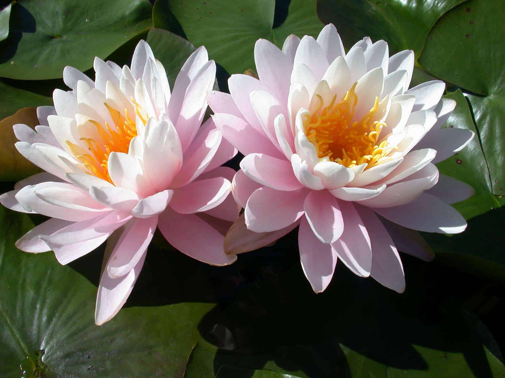 Nymphaea 'Ray Davies'
