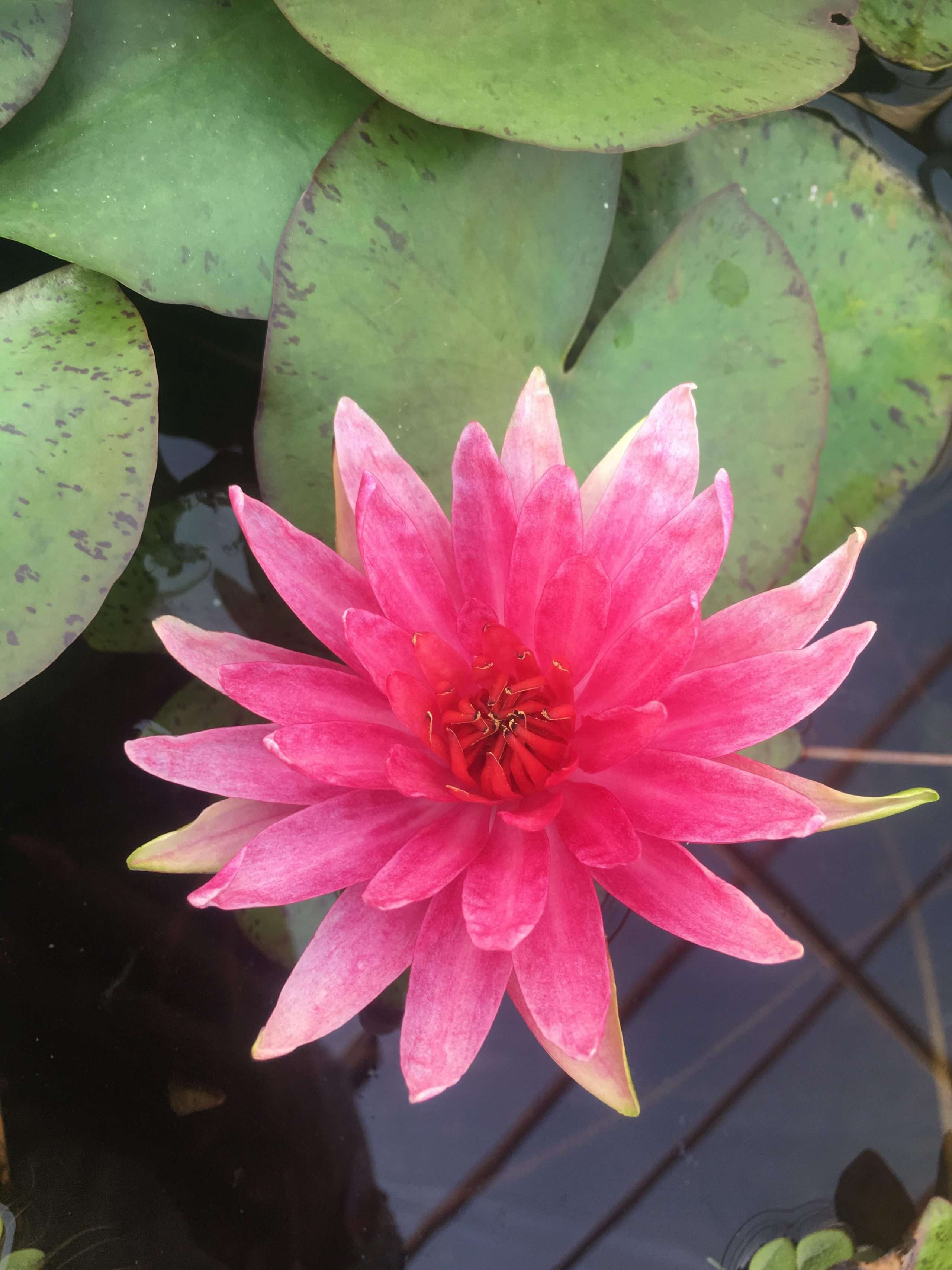 Nymphaea 'Red Spider'