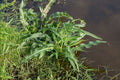 Rumex hydrolapathum