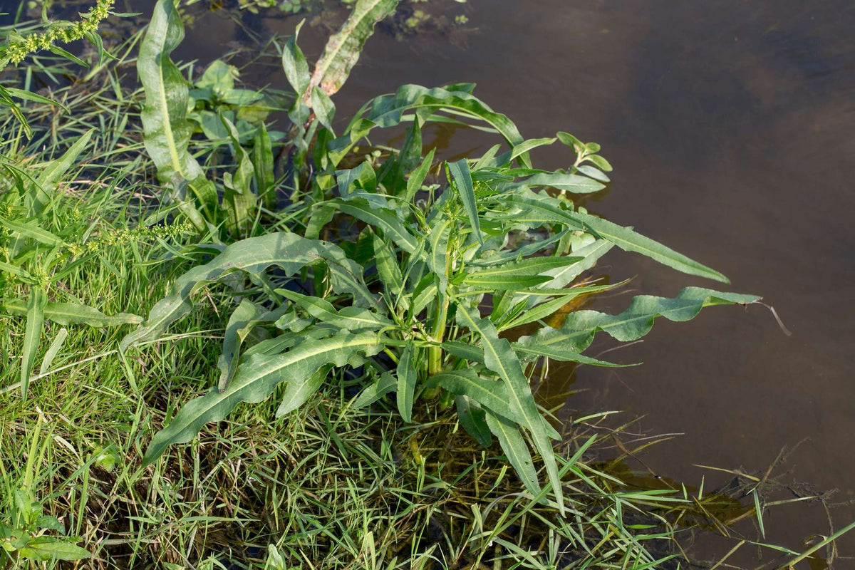 Rumex hydrolapathum