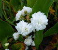 Sagittaria japonica 'Flore Pleno'