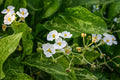 Sagittaria 'Crushed ice'