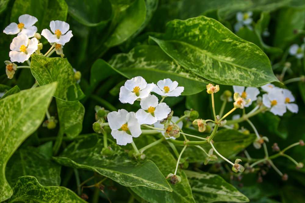 Sagittaria 'Crushed ice'