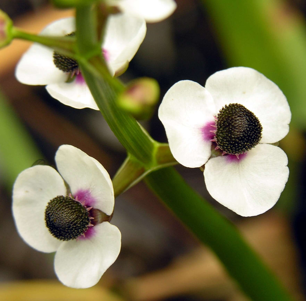 Sagittaria sagittifolia