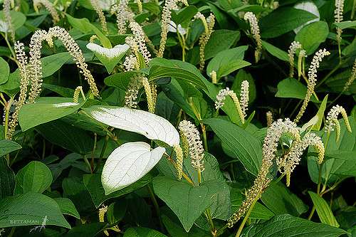 Saururus chinensis