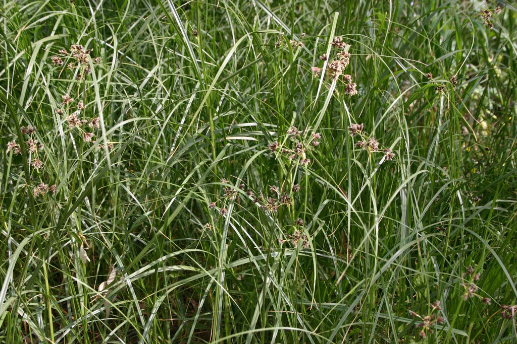 Juncus maritimus