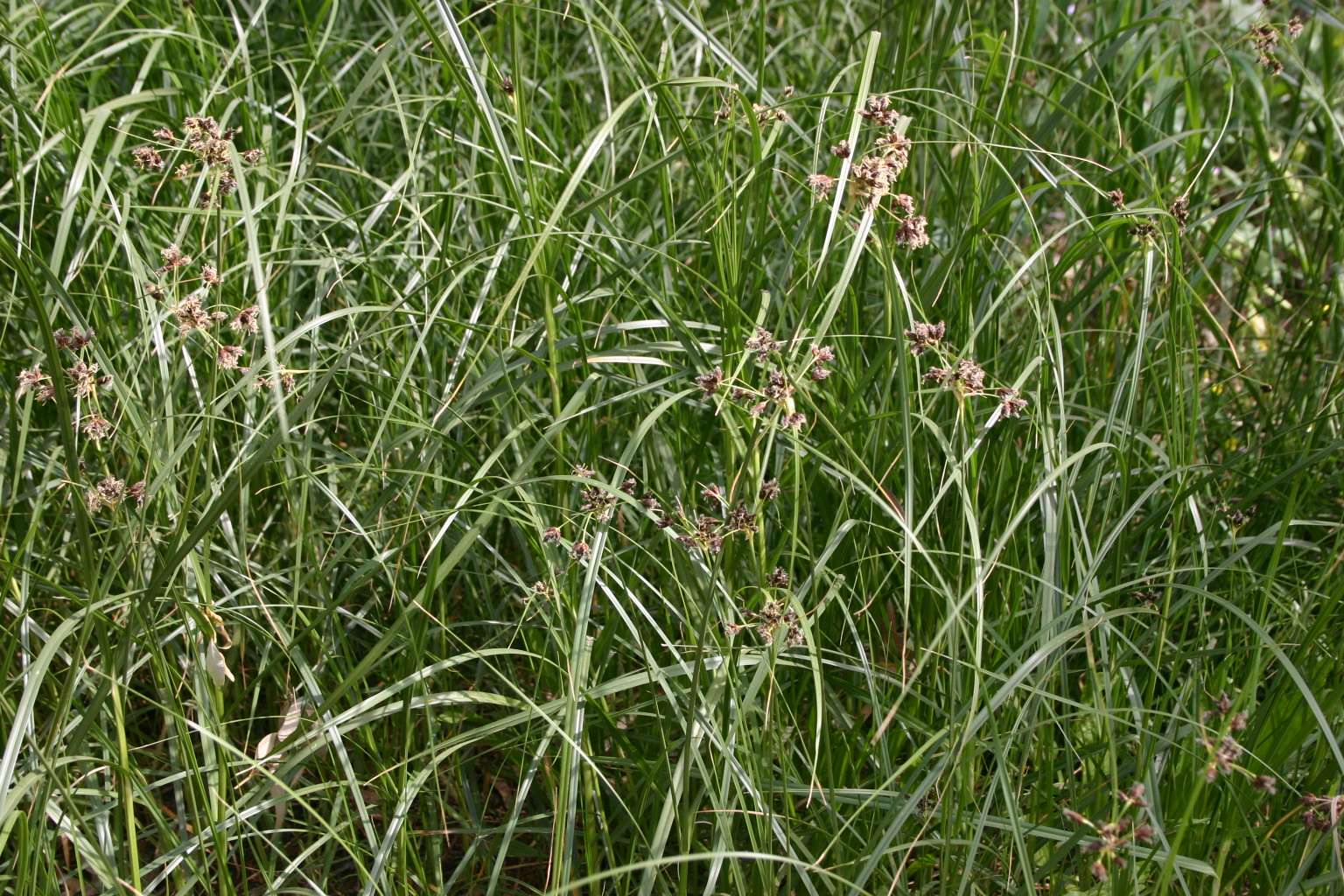 Juncus maritimus