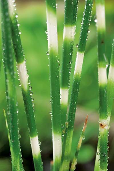 Scirpus lacustris tab. 'Zebrinus'