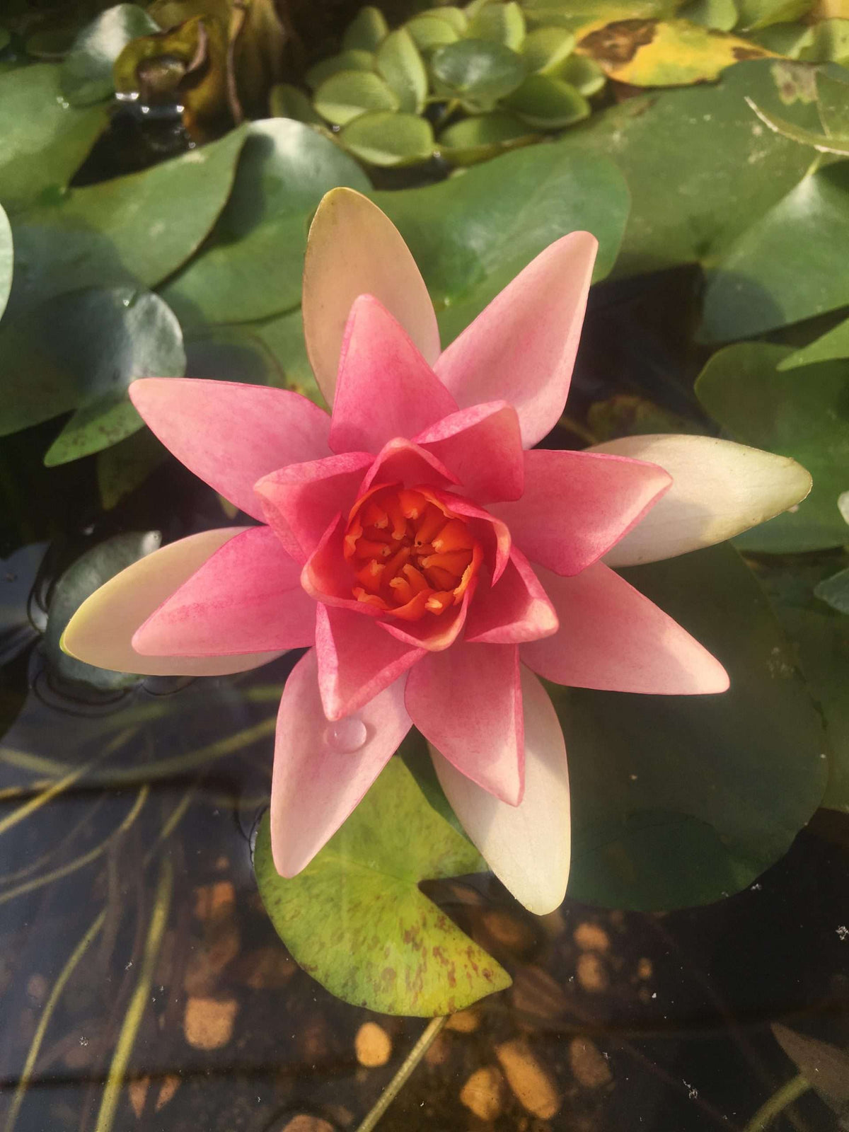Nymphaea 'Solfatare'