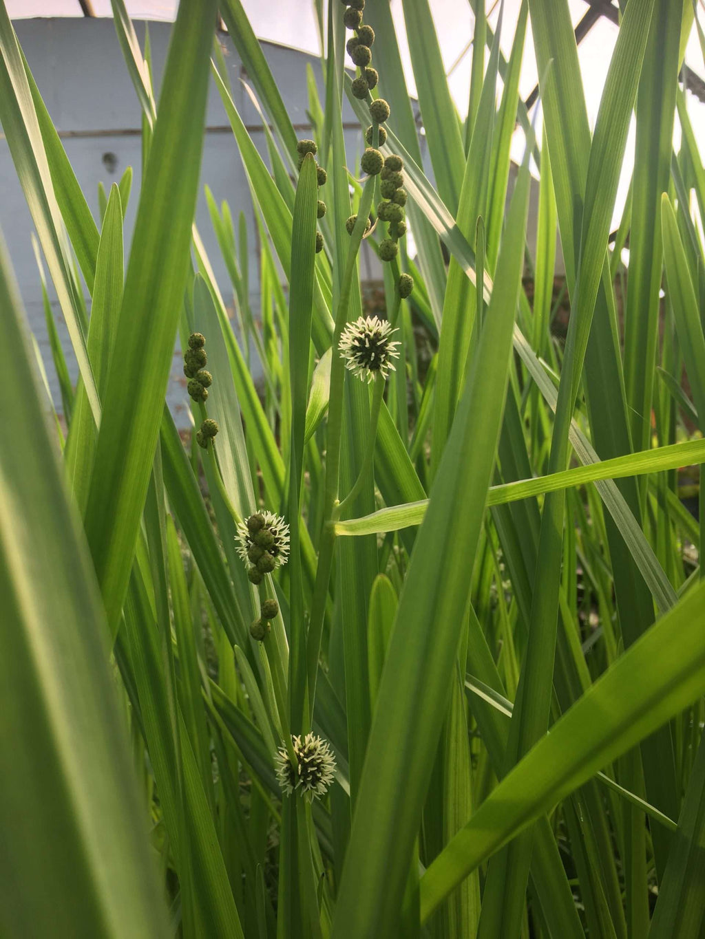 Sparganium erectum