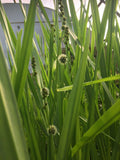 Sparganium erectum