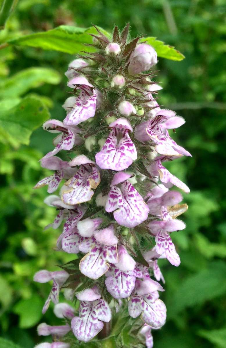 Stachys palustris