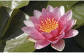 Nymphaea 'Sultan'