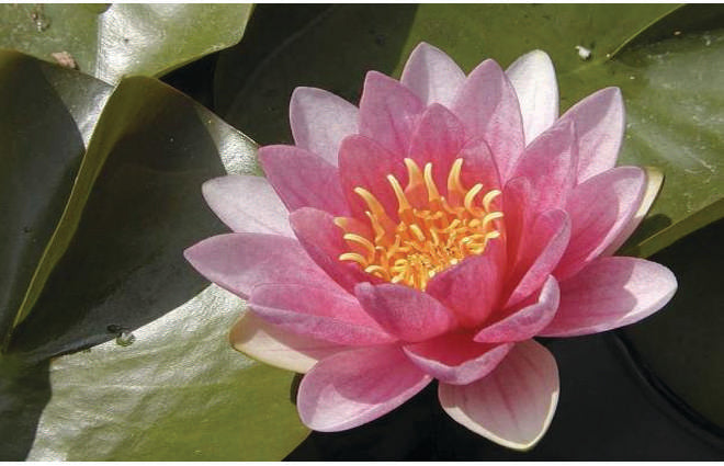Nymphaea 'Sultan'