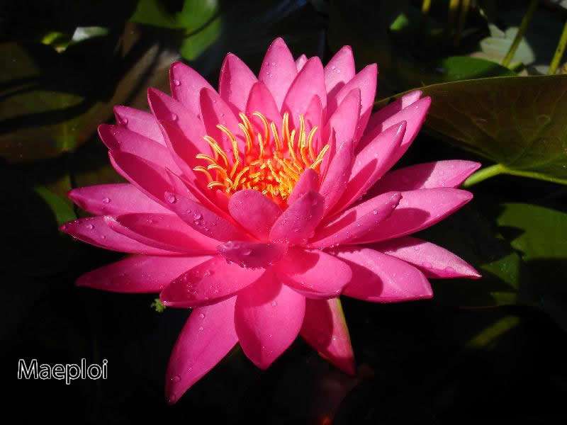 Nymphaea 'Maeploi (Night Bloom)'