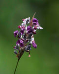 Thalia geniculata 'Red Stem'