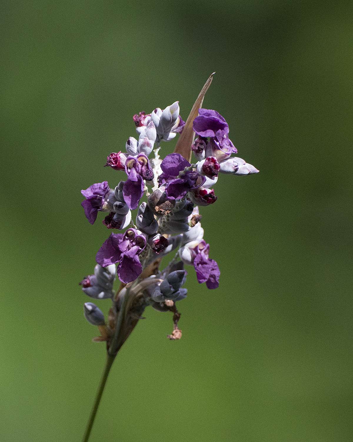 Thalia geniculata 'Red Stem'
